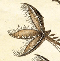 Speculative Biology/Species Design